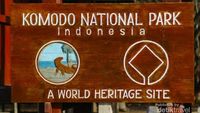 Begini Serunya Bertemu Komodo dari Dekat
