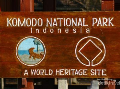 Begini Serunya Bertemu Komodo dari Dekat