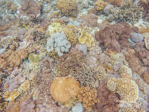 Beginilah Keelokan Surga Bawah Laut dari Nusa Penida