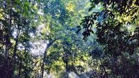 Begitu Eksotis, Ini Sungai Pampang Samarinda