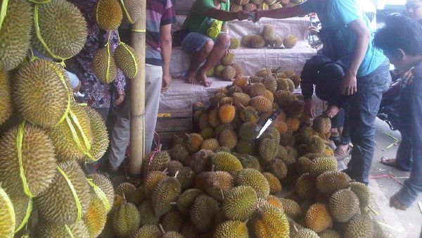 Berburu Durian Sumatera di Kramat Jati, Seru!