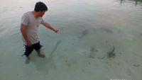 Berenang Bareng Hiu Taka Bonerate, Menegangkan!