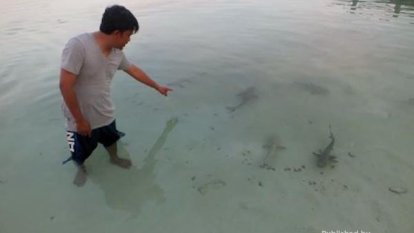 Berenang Bareng Hiu Taka Bonerate, Menegangkan!
