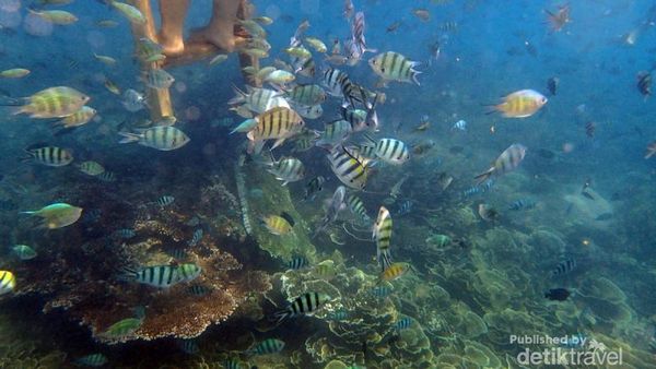 Berenang Bareng Ikan-ikan Lucu di Belitung