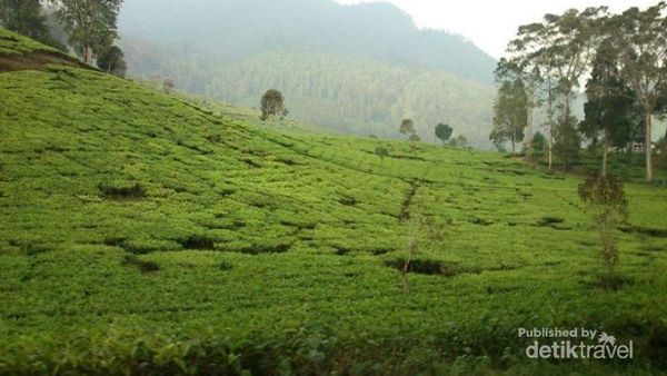 Berendam Air Panas di Tengah Kebun Teh Pangalengan
