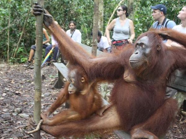 Berkeliling di sekitar Camp Lakey, Taman Nasional Tanjung Puting