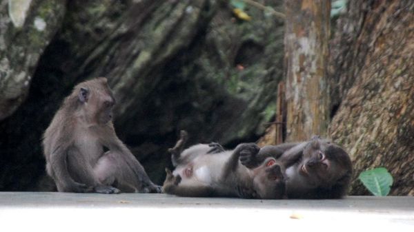 Bersahabat dengan Fauna