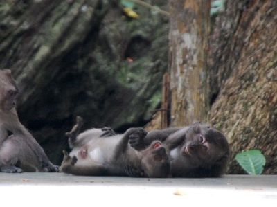Bersahabat dengan Fauna