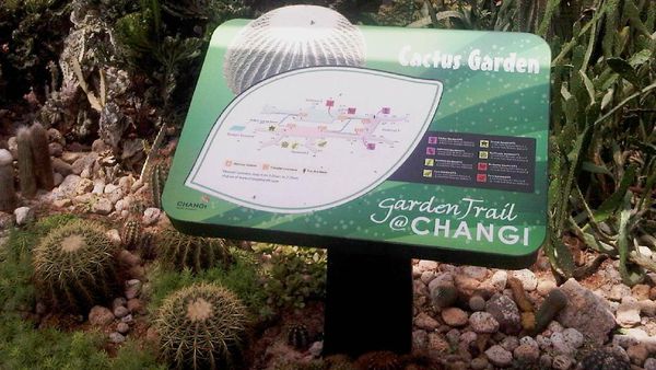 Bersantai di Taman Kaktus Changi International Airport