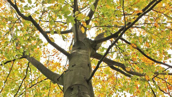 Bertabur Daun Musim Gugur di Den Haag