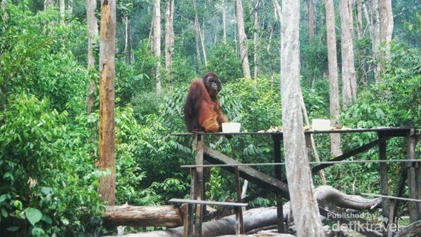 Bertamu ke Rumah Orangutan di Tanjung Puting, Kalimantan