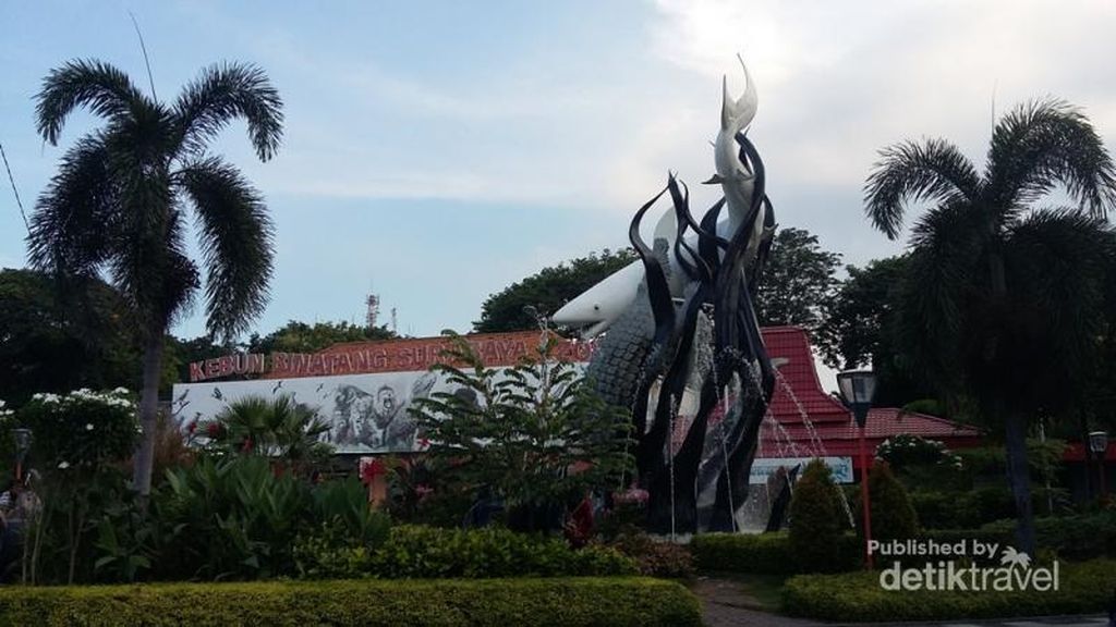 Bertemu Harimau Putih di Surabaya Bertemu Harimau Putih di Surabaya