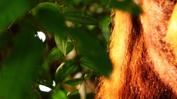 Bertemu Orang Utan yang Bersahabat di Bukit Lawang, Sumut