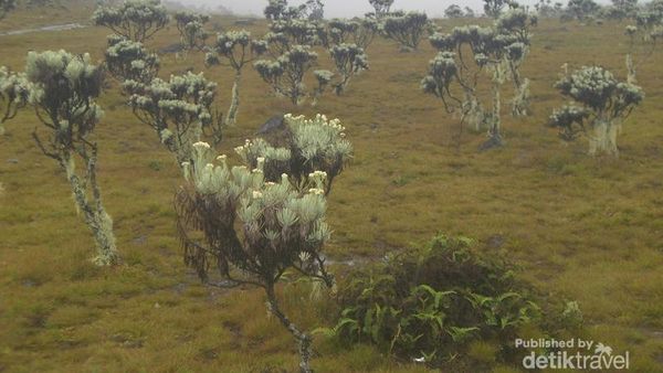 Bertemu yang Abadi di Alun-alun Surya Kencana