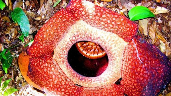 Beruntung Melihat Bunga Raflesia Sedang Mekar di Bengkulu