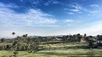 Bukan di Bali, Ini Hamparan Sawah Cantik di Tulungagung