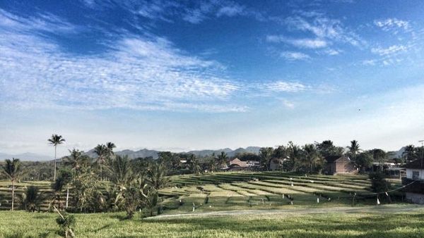 Bukan di Bali, Ini Hamparan Sawah Cantik di Tulungagung
