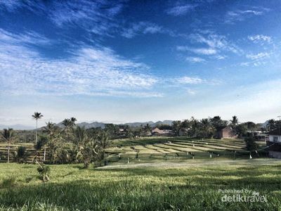 Bukan di Bali, Ini Hamparan Sawah Cantik di Tulungagung