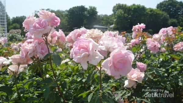 Bulan Ini, Surga Bunga & Pohon Cheri di Jepang
