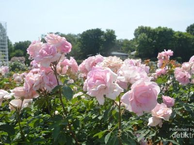 Bulan Ini, Surga Bunga & Pohon Cheri di Jepang