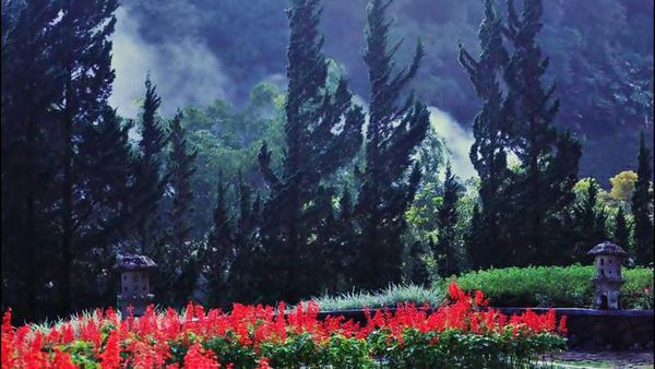 Bunga di Melrimba Garden, Cantik Banget