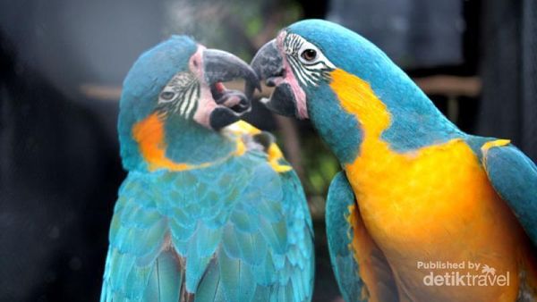 Burung-burung Cantik di Jawa Timur