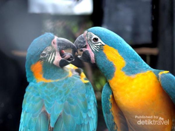 Burung-burung Cantik di Jawa Timur