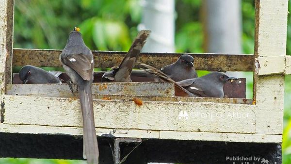 Burung Liar di Dataran Tinggi Malaysia Ini Tak Takut Manusia