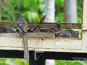 Burung Liar di Dataran Tinggi Malaysia Ini Tak Takut Manusia