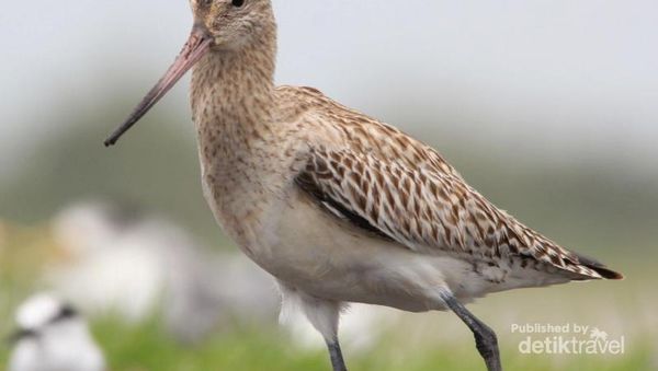 Burung Luar Negeri Liburan ke Pantai Trisik Kulonprogo