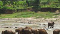 Byurr! Serunya Menonton Gajah Mandi di Sri Lanka