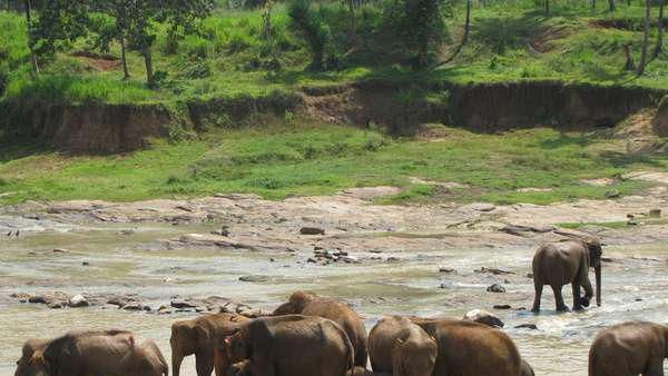 Byurr! Serunya Menonton Gajah Mandi di Sri Lanka