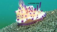 Cantik! Warna-warni Biota Kecil di Perairan Bali