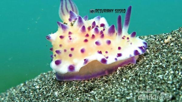 Cantik! Warna-warni Biota Kecil di Perairan Bali