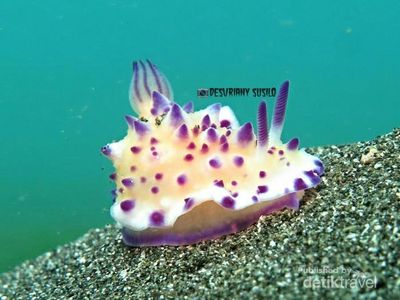 Cantik! Warna-warni Biota Kecil di Perairan Bali