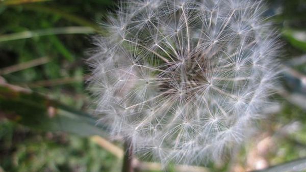 Cantiknya Bunga Bersemi di Gunung Argopuro