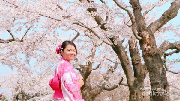 Cantiknya Bunga Sakura Awal Musim Semi di Jepang