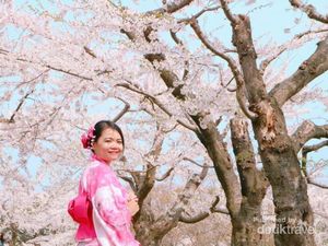 Cantiknya Bunga Sakura Awal Musim Semi di Jepang