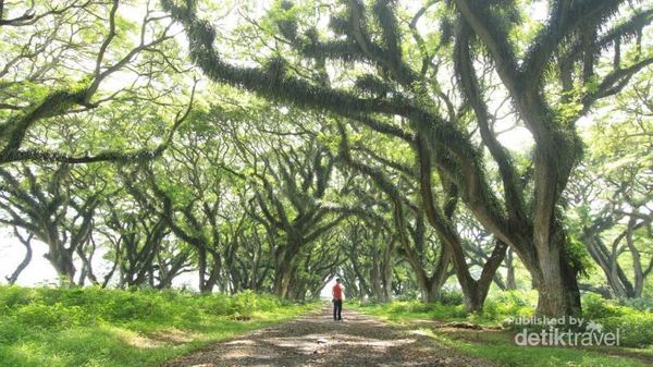 Cantiknya! De Djawatan Mirip Hutan di Negeri Dongeng