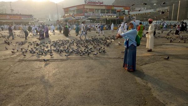 Cantiknya Merpati di Dua Kota Suci, Makkah dan Madinah