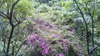 Coban Rondo, Salah Satu Ikon Kota Batu di Jatim