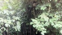 Curug Ciomas, Green Canyon Mini dari Karawang