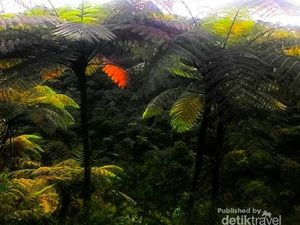Curug Sentral, Air Terjun Cantik di Perkebunan Teh