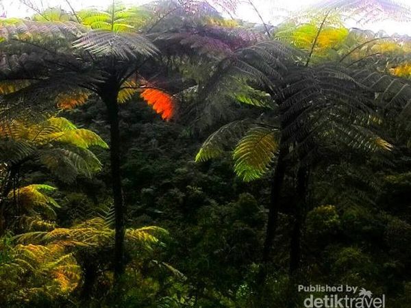 Curug Sentral, Air Terjun Cantik di Perkebunan Teh