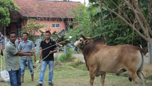 Dahsyat! Sapi Saling Sundul di Banda Aceh