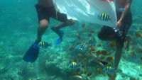 Dari Bawah Laut Gili, Aku Cinta Indonesia