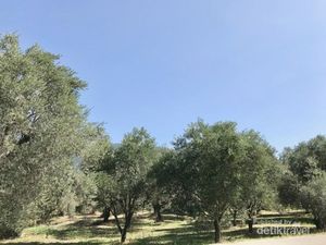 Daya Tarik Ekowisata Perkebunan Zaitun di Yunani