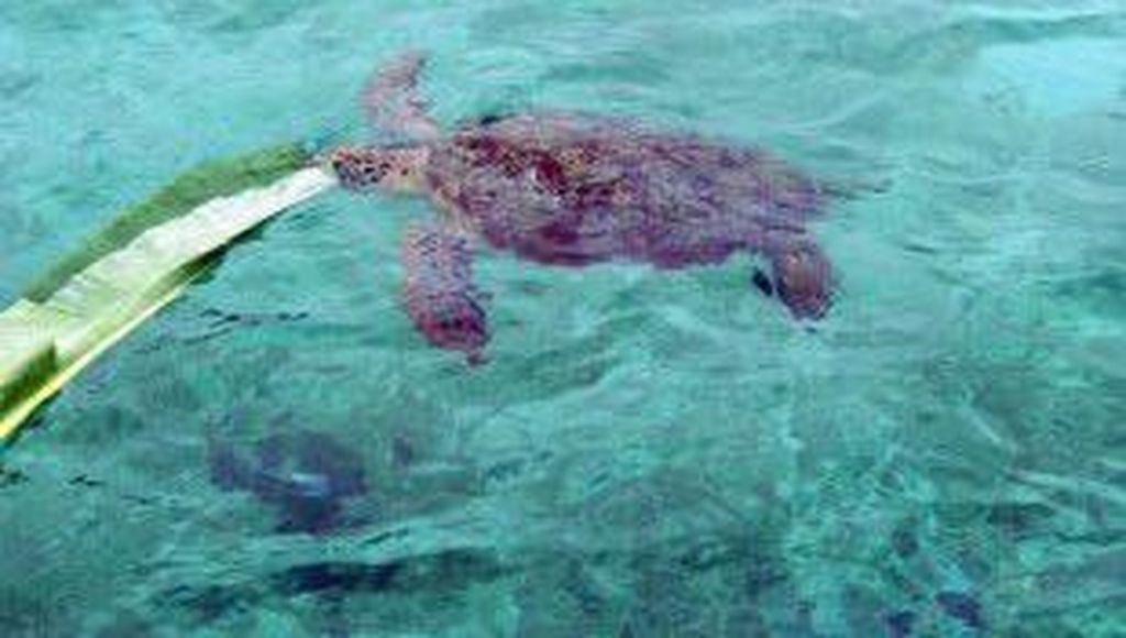 Derawan, Surga Penyelaman Terbaik Setelah Raja Ampat Derawan, Surga Penyelaman Terbaik Setelah Raja Ampat