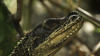 Dinosaurus Mini dari Maros yang Bernasib Malang