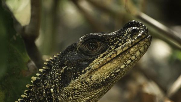 Dinosaurus Mini dari Maros yang Bernasib Malang